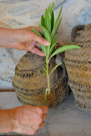 Oleanders, how to propagate and important information about the dangers of pruning them